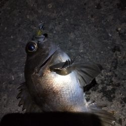 明日の晩御飯の仕入れ