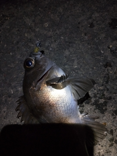 明日の晩御飯の仕入れ