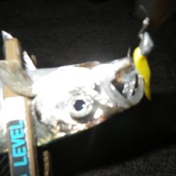 まだアジはおった~