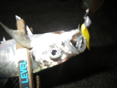 まだアジはおった～