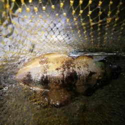 ヤエン釣行2日目