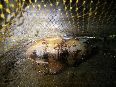 ヤエン釣行2日目