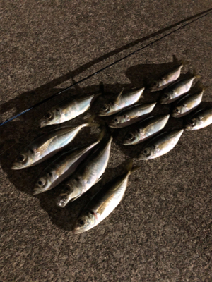 いつものアジング