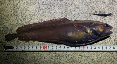 美味しいやつ！