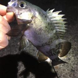 大潮メバリング