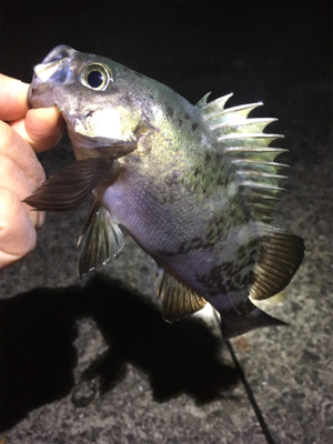 大潮メバリング