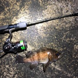 2021 佐渡ヶ島 メバリング