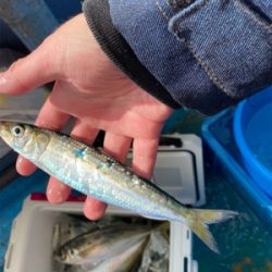 尺アジが出た！楽しい船アジ。