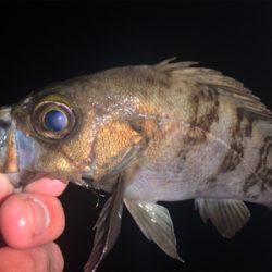 メバリングが熱い！