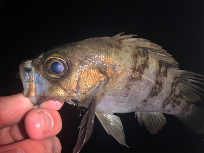 メバリングが熱い！