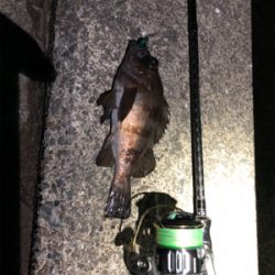 メバルシーズン到来