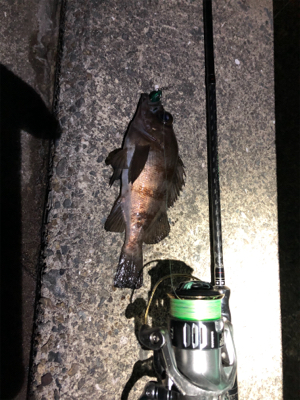 メバルシーズン到来