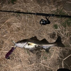 荒川上流域　バチ抜けシーバス