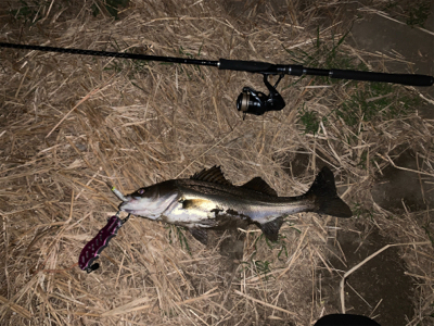 荒川上流域　バチ抜けシーバス