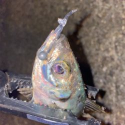 水温上昇アジング‼︎