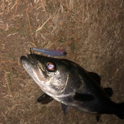 バチシーバス！