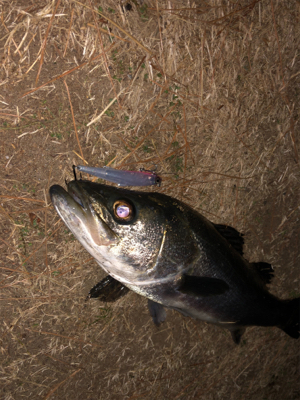 バチシーバス！