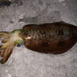 キロアップが釣りたい。