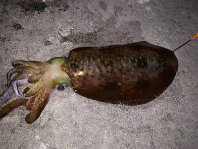 キロアップが釣りたい。