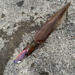 爆風予報の釣行で…