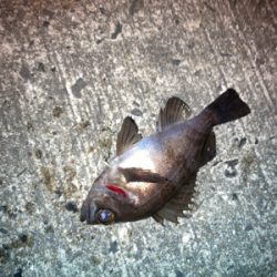 メバルプラッギング