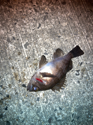 メバルプラッギング