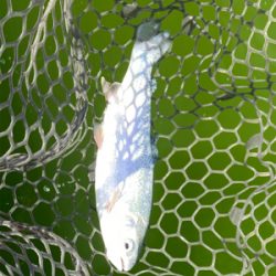 エリアトラウト