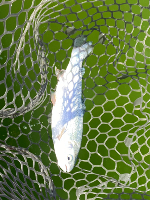 エリアトラウト