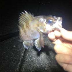 泉南メバリング