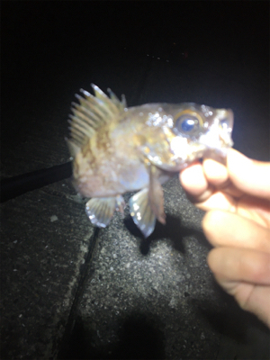 泉南メバリング