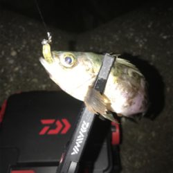 アジングのつもりが…