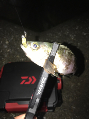 アジングのつもりが…