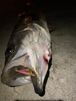 メバリング中にシーバス