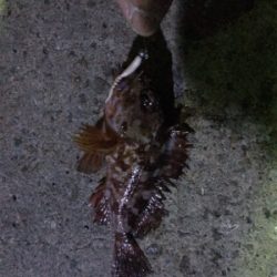 癒しのガシリング