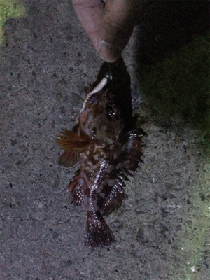 癒しのガシリング