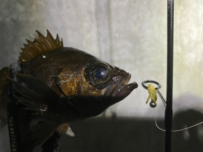 釣れないことを楽しむ。