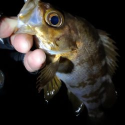 神戸西エリア良型赤メバル