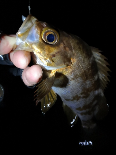 神戸西エリア良型赤メバル