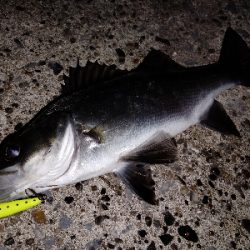 メバル留守中はシーバス