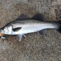 グッドサイズ シーバス!