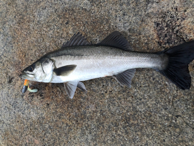 グッドサイズ シーバス!