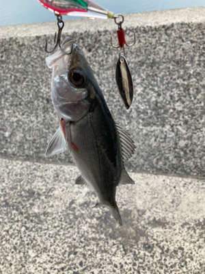 スピンテールジグで、ヒラセイゴゲット！！