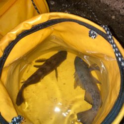 メバルプラッギング