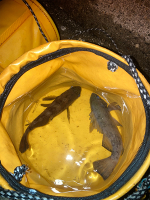 メバルプラッギング