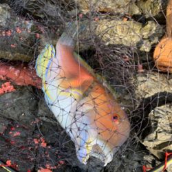 由良半島 磯フカセ釣り