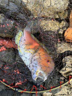 由良半島 磯フカセ釣り