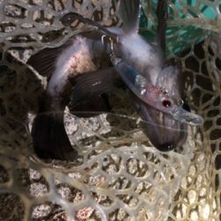 プラッキングメバル