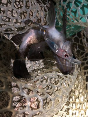 プラッキングメバル