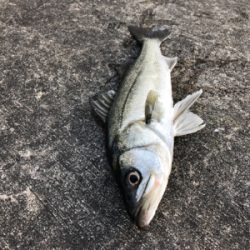 朝マヅメからエビ撒き