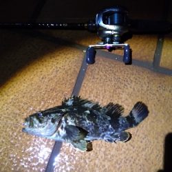 ベイトロックで良型タケノコメバル！